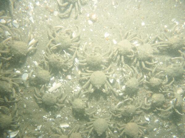 Image: Plum Island Seafloor