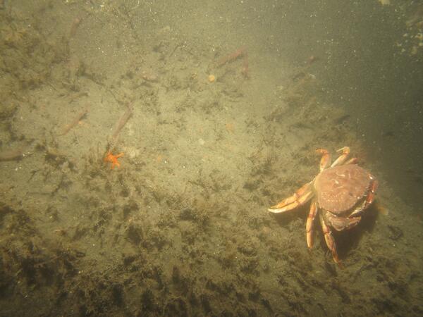 Image: Block Island Seafloor