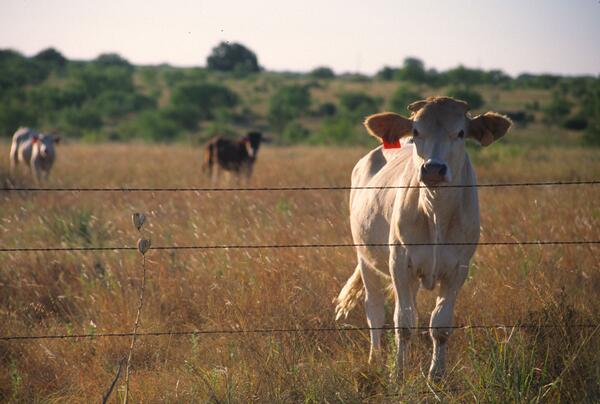Image: Cow in Pasture 
