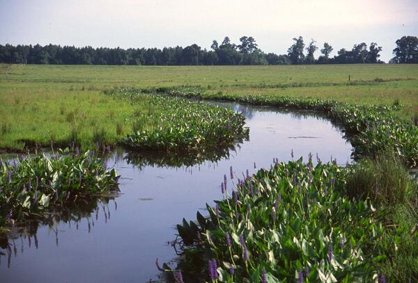 Image: Riparian Meadow