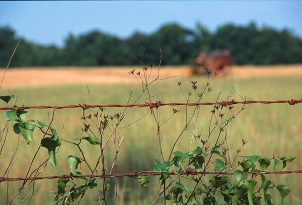 Image: Barb Wire with Agriculture Production 