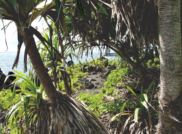 Image: Screwpine Tree (Pandanus sp.) and Beach Naupaka (Scaevola sericea)