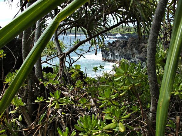 Image: Screwpine Tree (Pandanus sp.) and Beach Naupaka (Scaevola sericea)