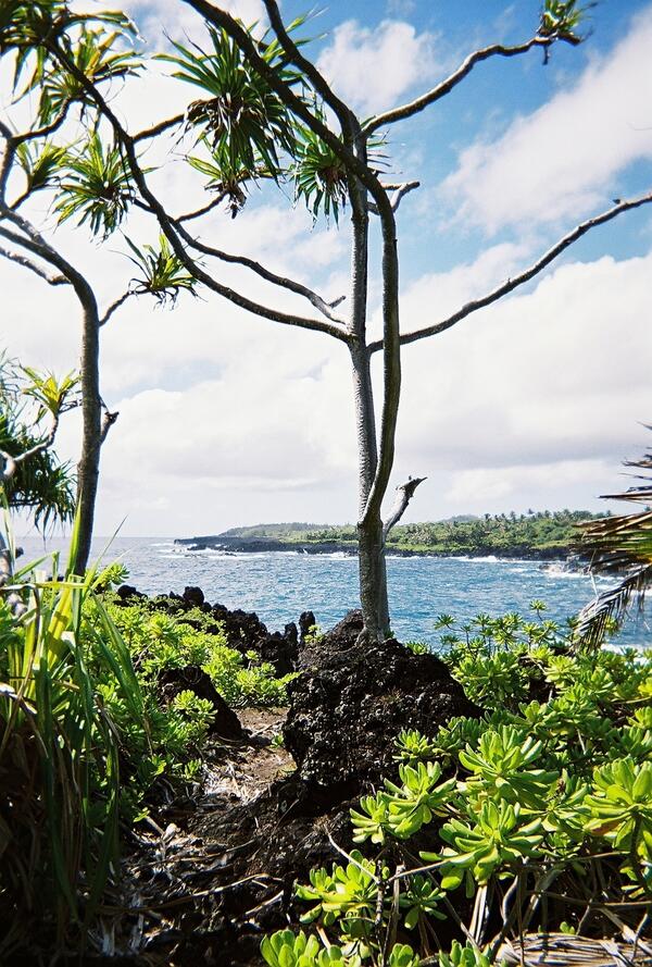 Image: Screwpine Tree (Pandanus sp.) and Beach Naupaka (Scaevola sericea)