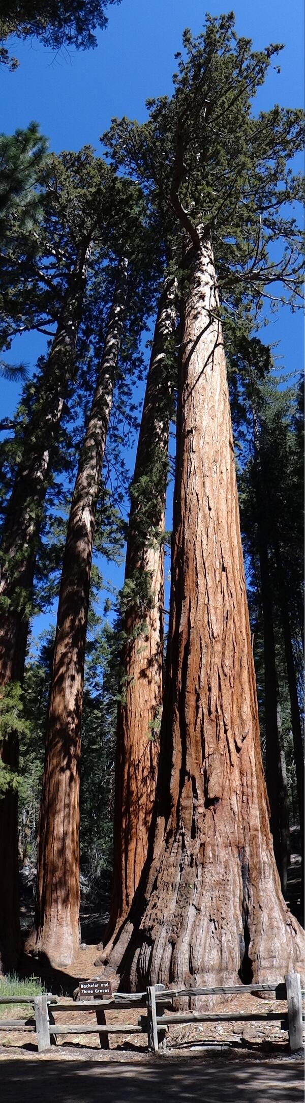 Image: Bachelor and the Three Graces