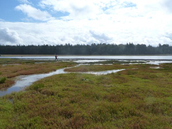 Image: Elevation Field Work at Bandon Marsh