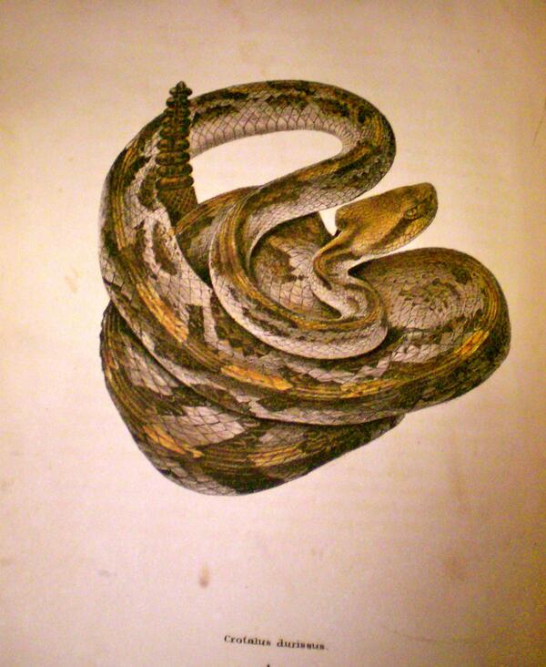 Image: North American Herpetology: Image of a Snake
