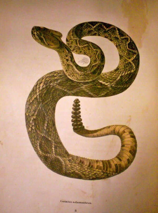 Image: North American Herpetology: Image of a Snake