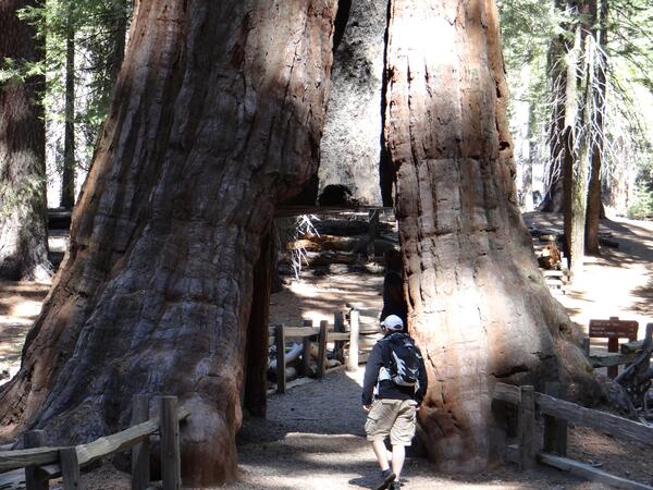 Image: Tunnel of the California Tunnel Tree