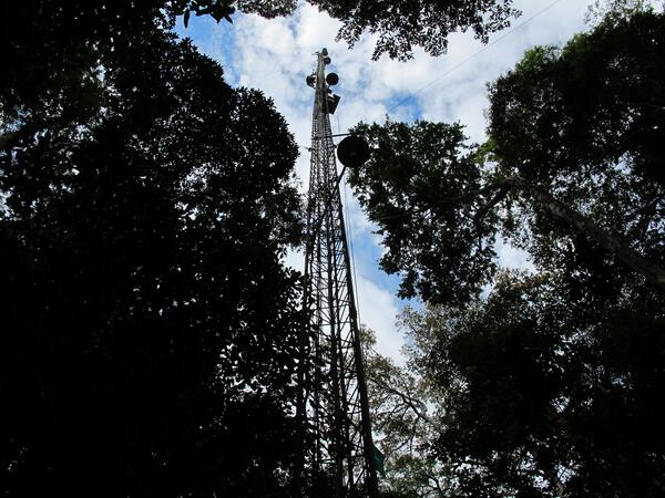 Image: Amazon Rain Forest Observation Tower