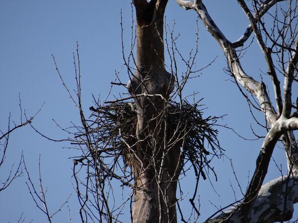 Image: Osprey Nest