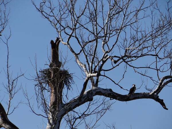 Image: Osprey Nest