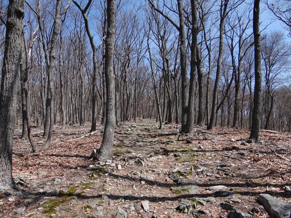 Image: Mountain Trail through Catoctin Mountain Park