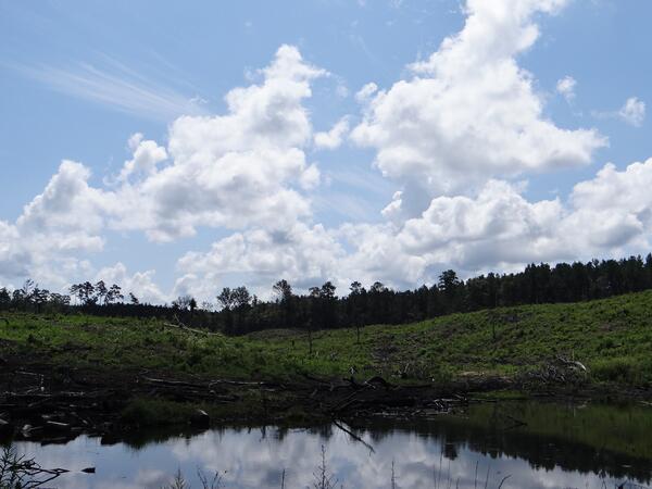 Image: Clear-Cutting for Pulp Mill
