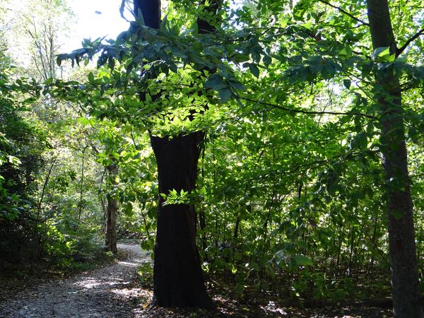 Image: Hiking Trails on Theodore Roosevelt Island