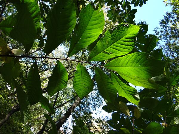 Image: Sunlight through the Paw Paw