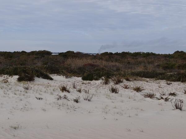 Image: Inland Scrub on Assateague Island