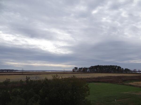 Image: Marsh Management at Blackwater National Wildlife Refuge