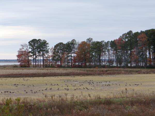 Image: Marsh Management at Blackwater National Wildlife Refuge