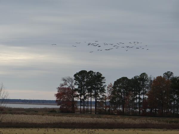 Image: Arriving Migratory Waterfowl