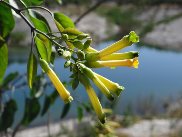 Image: Flowers on the Amistad