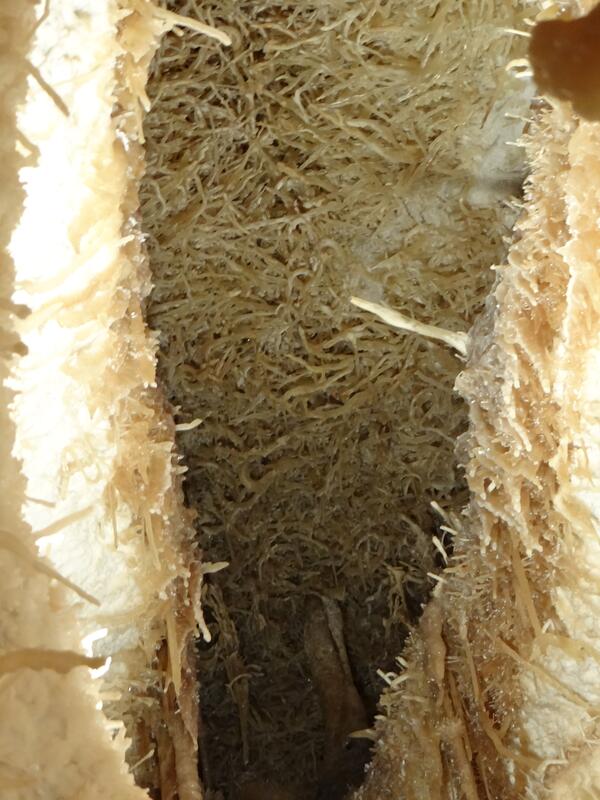 Image: Helictites and Stalactites