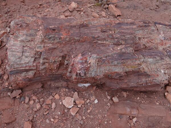 Image: Petrified Wood