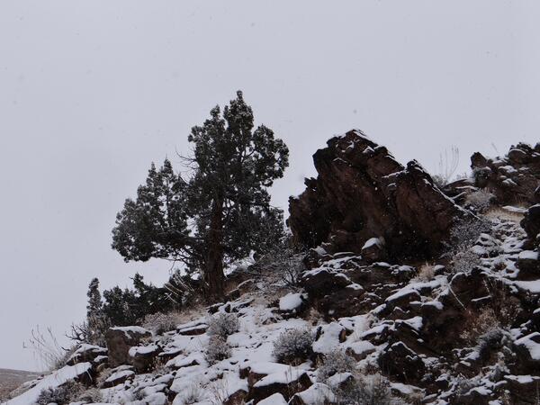 Image: Juniper Tree in Snow