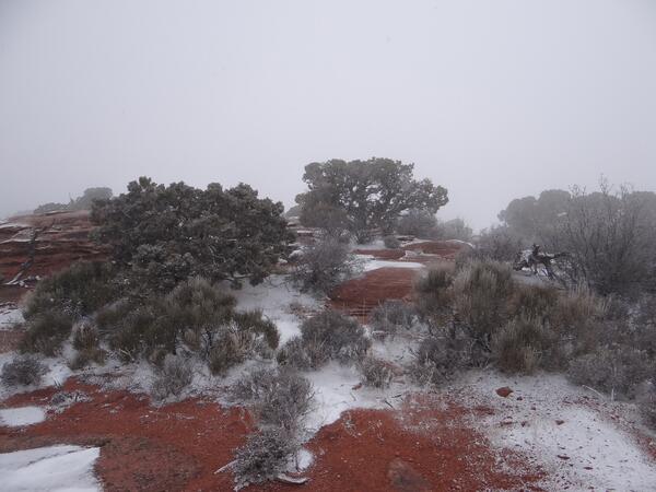 Image: Juniper Trees in Snow