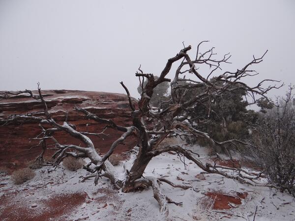 Image: Juniper in the Snow