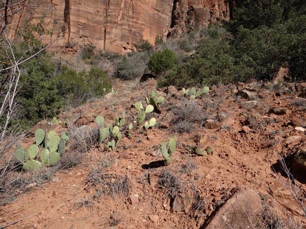 Image: Prickly Pear Cacti in Zion National Park