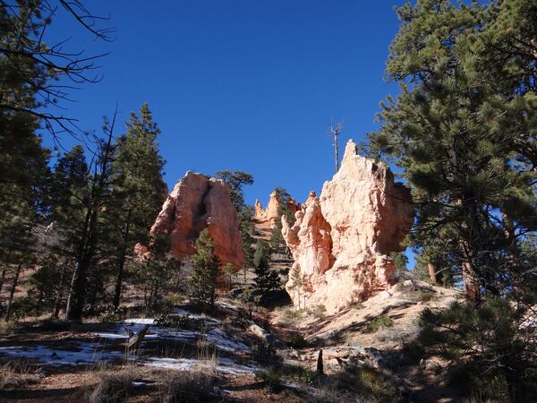 Image: Cedars on the Navajo Loop Trail