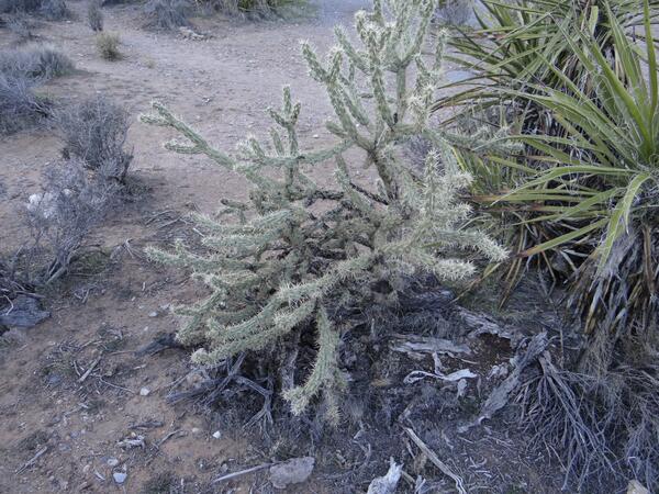 Image: Cholla Cactus