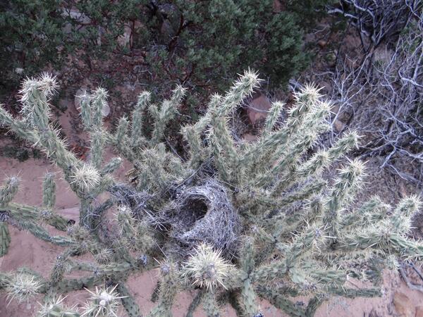 Image: Bird's Nest in Cactus