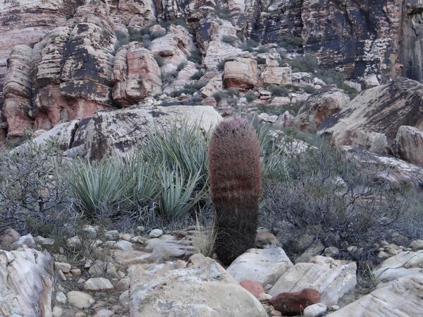 Image: Barrel Cactus in Pine Creek Canyon