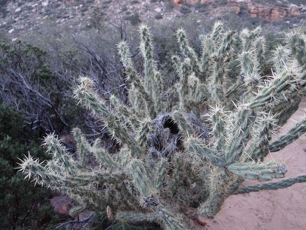 Image: Bird's Nest in Cactus