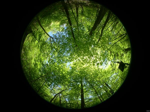 Image: Hemispherical Photo