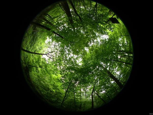 Image: Hemispherical Photo