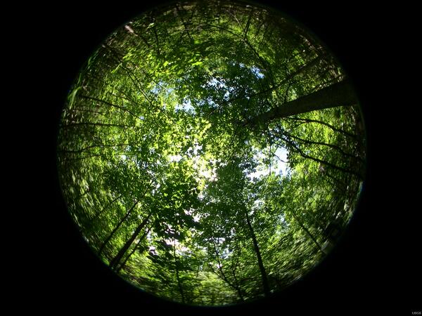 Image: Hemispherical Photo