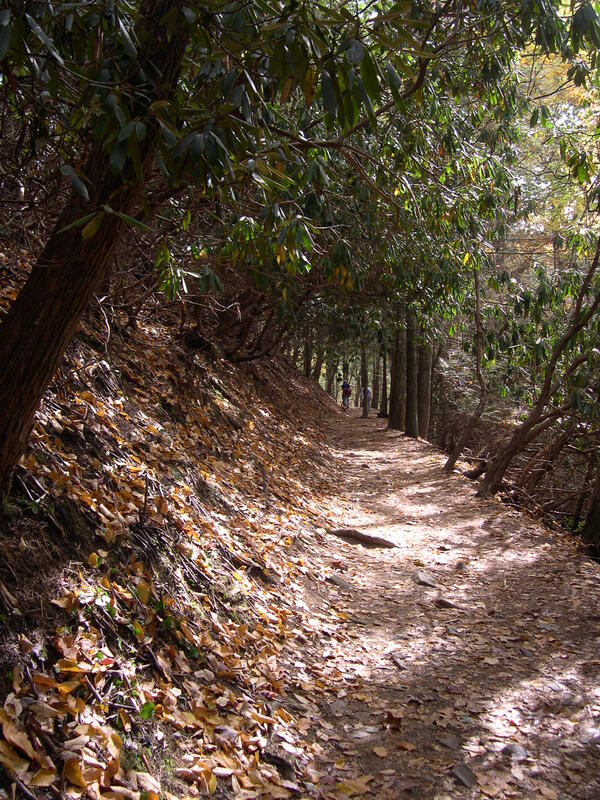 Image: Trail to Abrams Falls