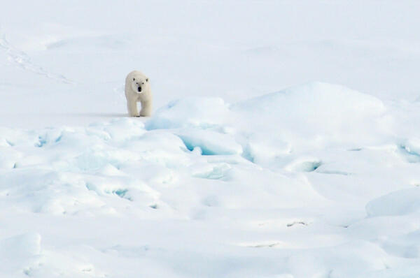 Image: Polar Bear