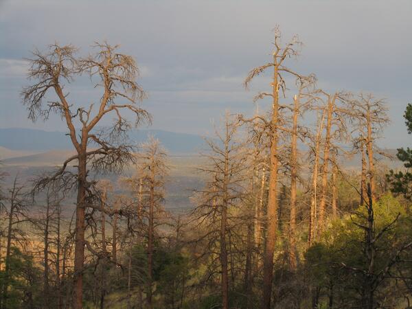 Image: Dead Ponderosas in Jemez, N.M.