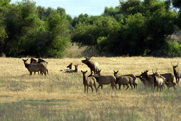 Image: Tule Elk at San Luis National Wildlife Refuge