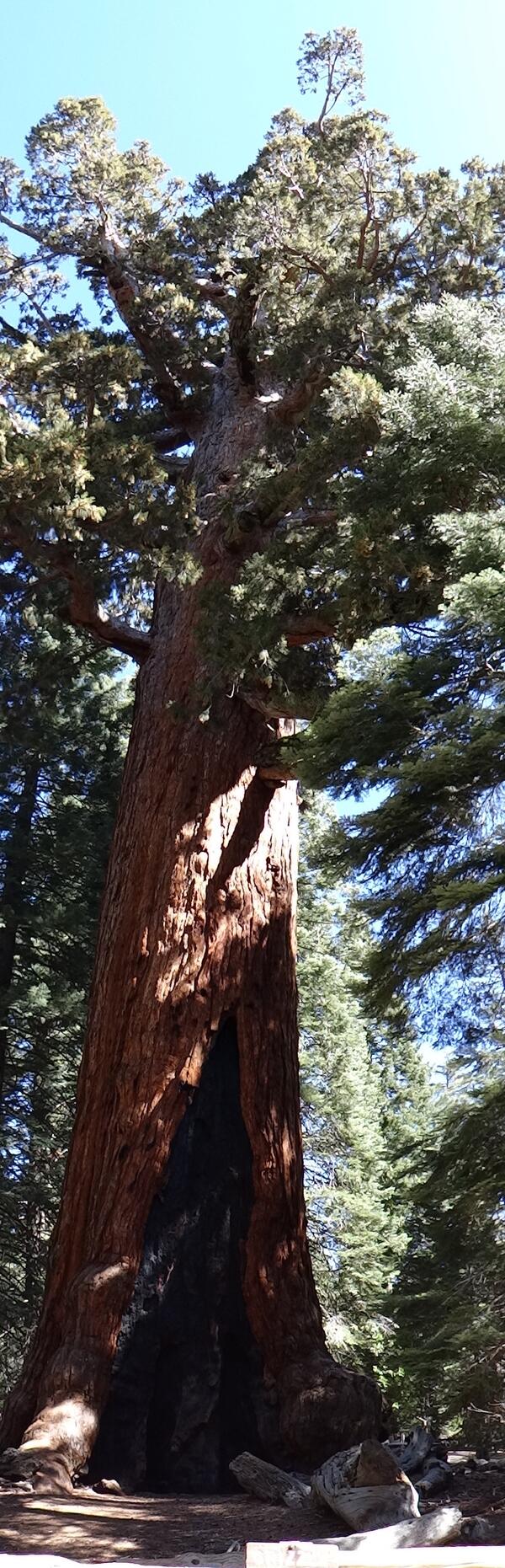 Image: Grizzly Giant Tree