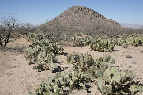 Image: Huérfano Butte, Santa Rita Experimental Range, Southern Arizona - 2007