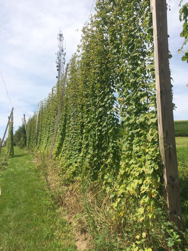 Image: Cascade Hops on the Vine