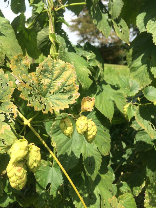 Image: Cascade Hops on the Vine
