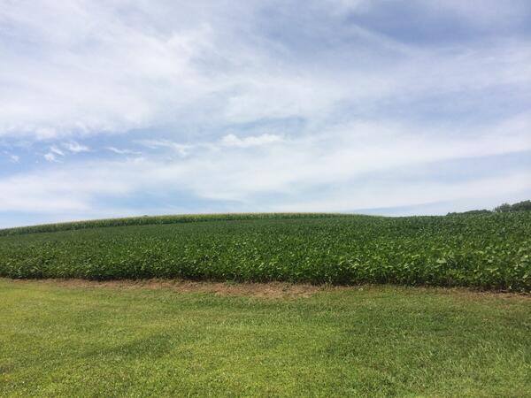 Image: Maryland Soybean Farm