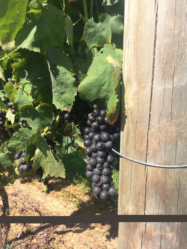 Image: Syrah Grapes on the Vine