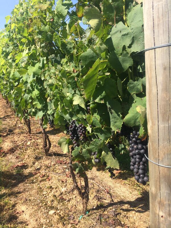 Image: Syrah Grapes on the Vine